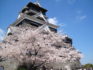 熊本城と桜