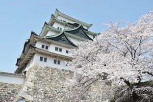 名古屋城とさくら